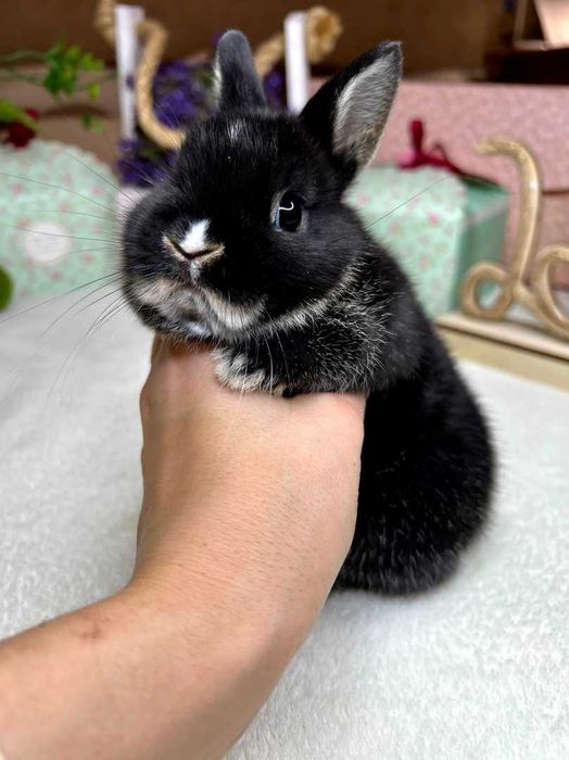 Карликовый кролик черный оттер, торчеухий кареглазик, мини