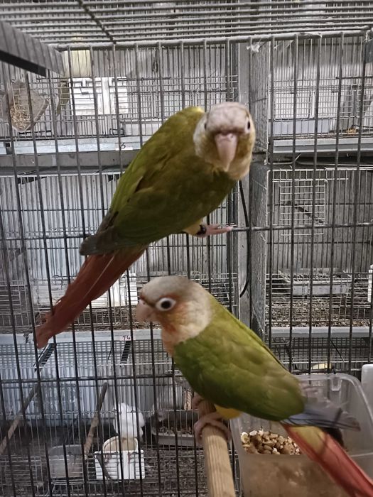 Casal pyrruras pyneeaples 2025