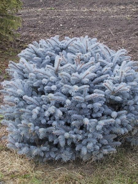 Ялинки Голубі, Ялинки зелені, Хупсі, Сербська, Коніка, Глаука, Кейбаб