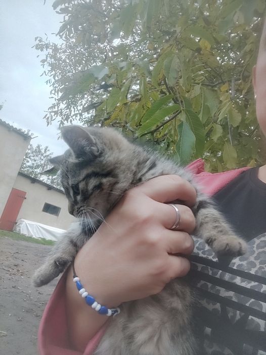 Oddam kotki za darmo