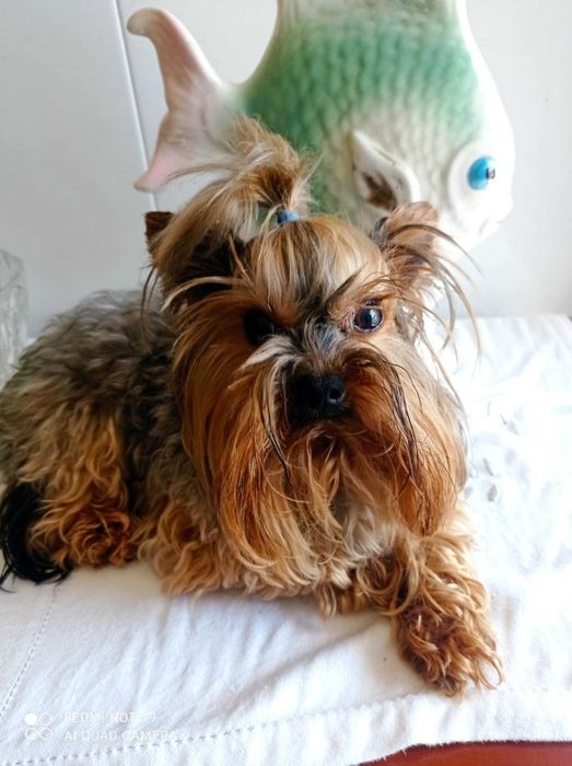 Menina Yorkshire Chocolate Mini de Qualidade