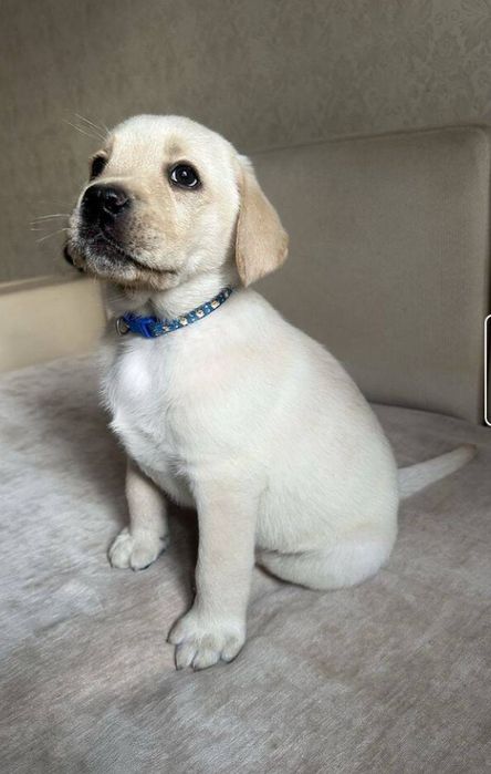 Продам щенков Лабрадор