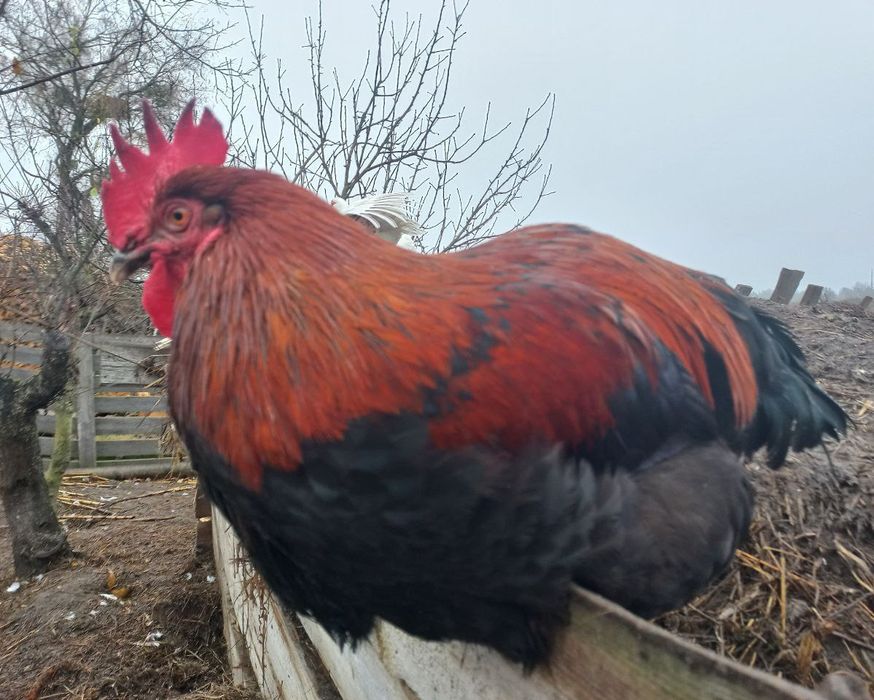 Півень Маран Чорно-Мідний