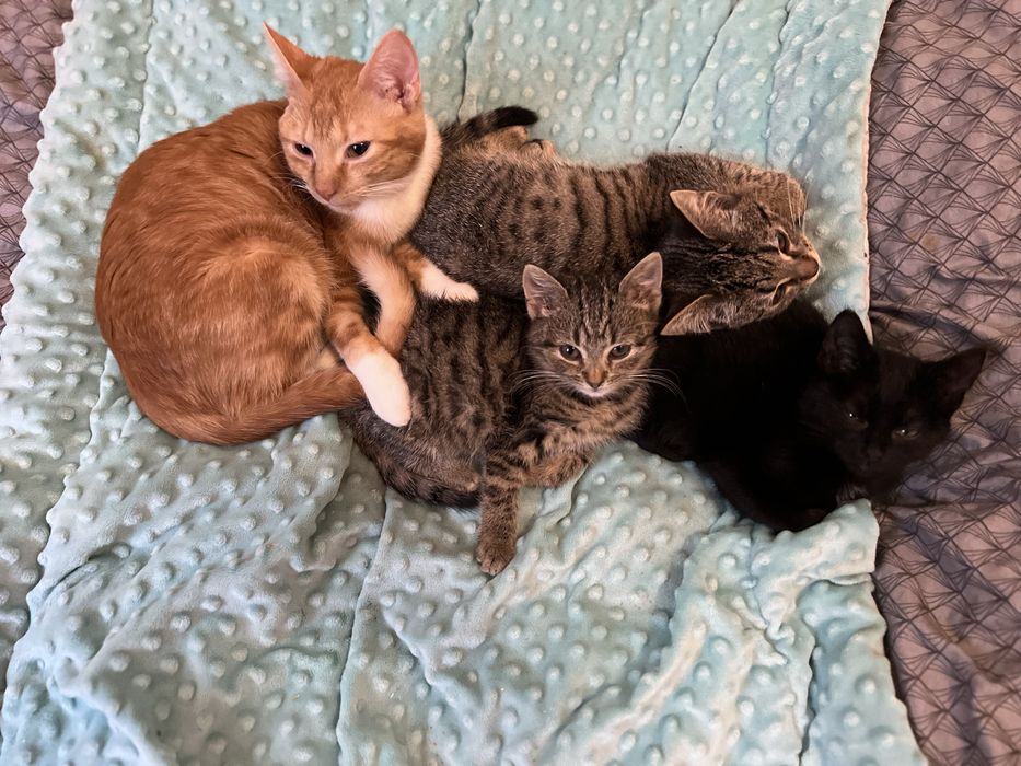 Malutkie kotki szukają domków