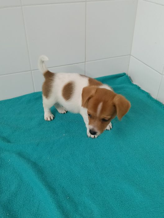 Jack russell terrier