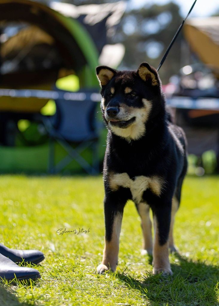 Shiba Inu czarny podpalany śliczny chłopiec