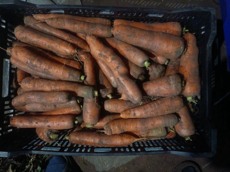Продам моркву...