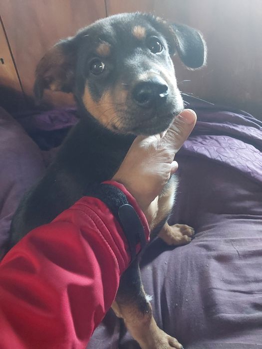 Oddam w dobre ręce małą rodzinkę pięknych małych piesków