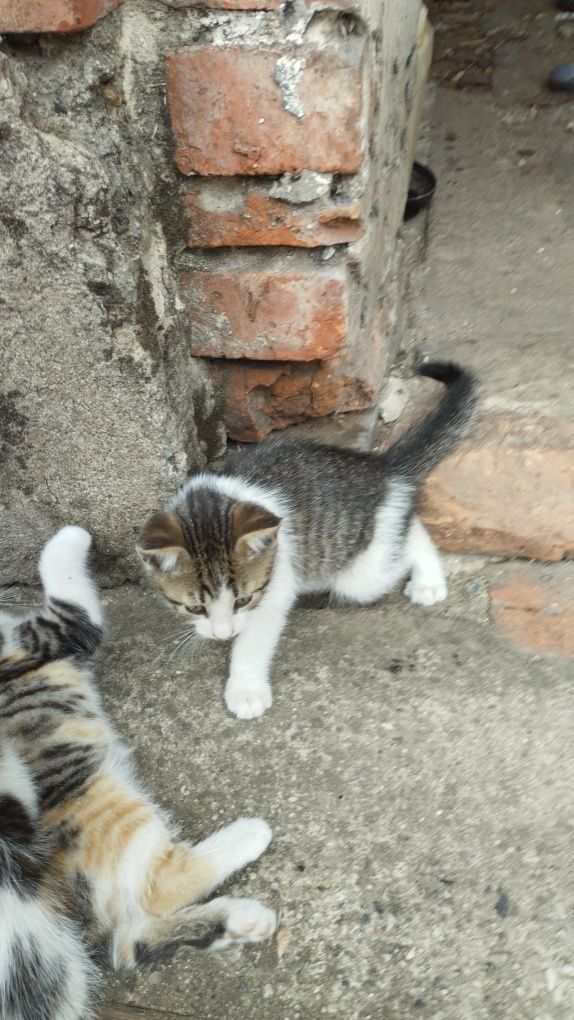 Oddam Kotki w dobre ręce