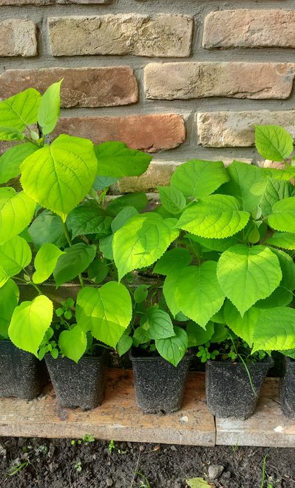 Садженці 2-х річні гортензії Анабель (Annabelle).