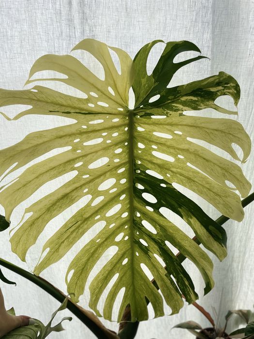 Dwulistny szczyt Monstera Mint