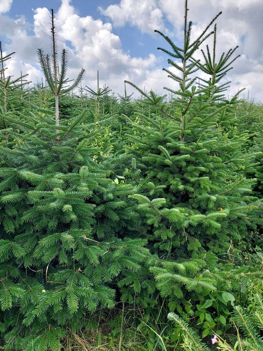 Jodła kaukaska 200-250cm Plantacja hurt detal