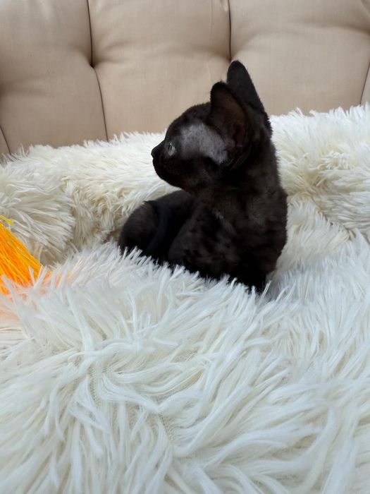 Kot Devon Rex z rodowodem WCF