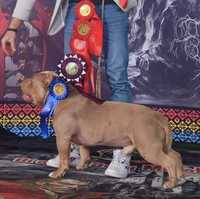 American Bully ABKC