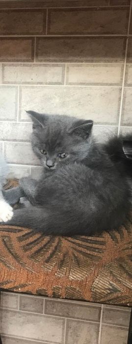 Відділ безкоштовно кошеня