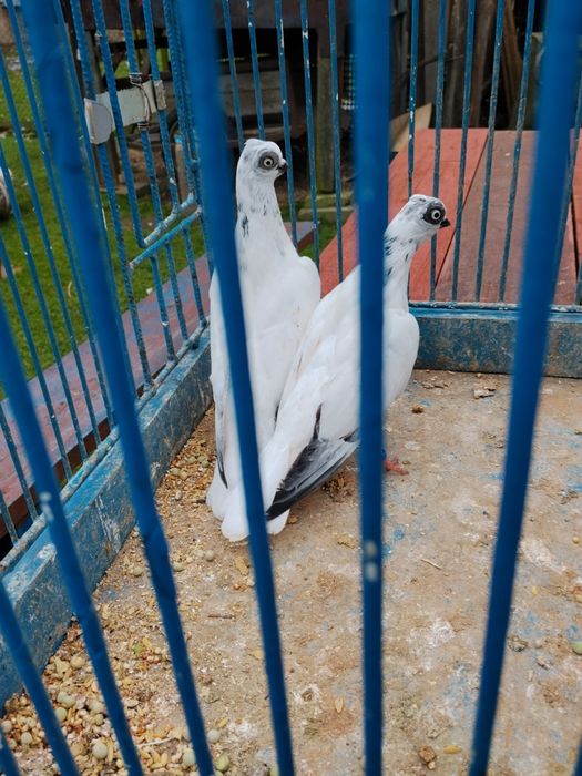 Gołębie ozdobne Kielce