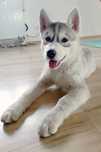 Śliczna Sunia Siberian Husky zkwp fci po champion