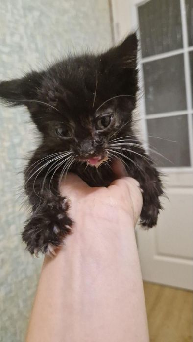 Кошенятка в добрі руки!