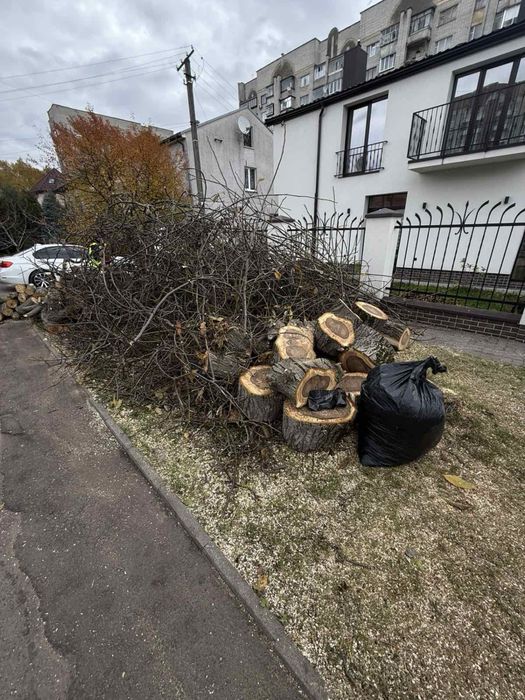 Безкоштовно віддам на дрова дерево разом з гілками
