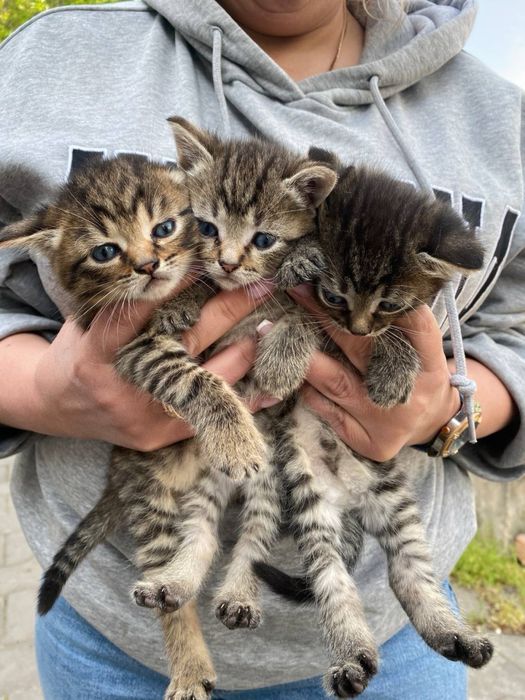 Кошенята шукають дім