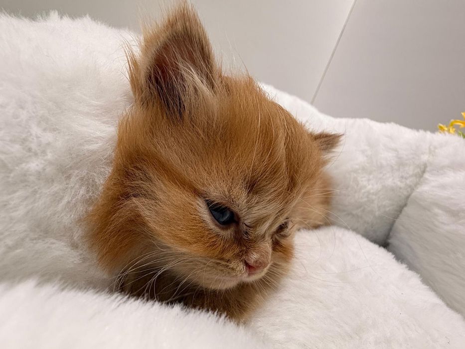 Catinhos Procurando família