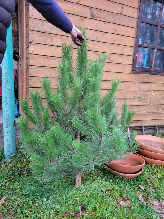 Ёлка Ялинка Сосна Кримська новый год