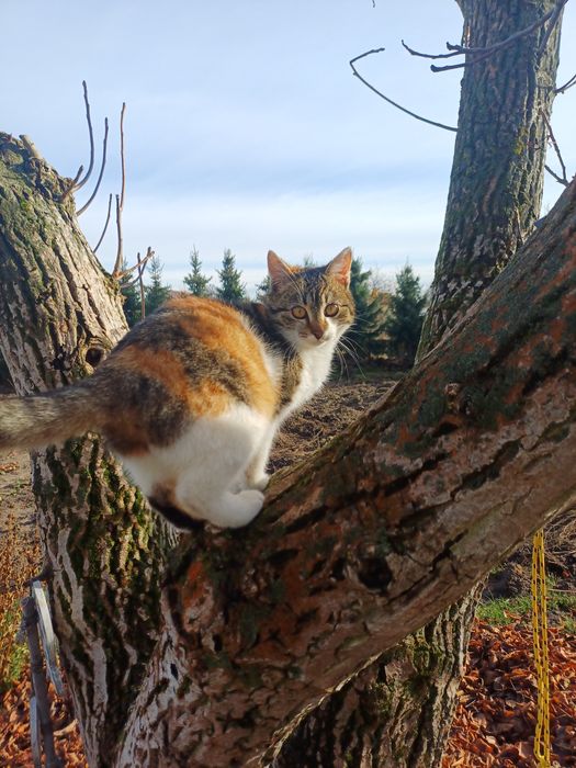 Kotka Gaja szuka domu