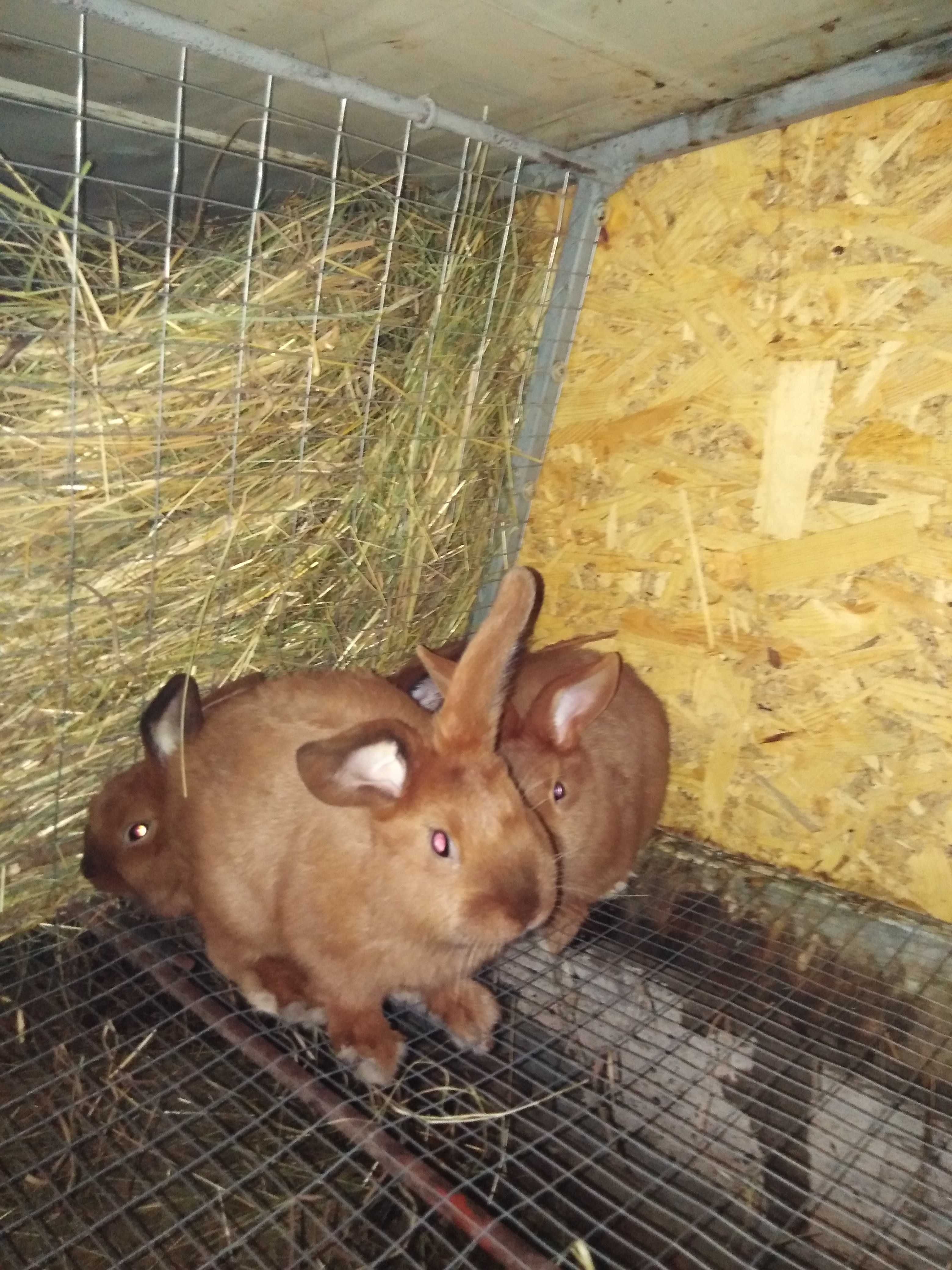 Продам кролів різної породи, які видно на фото.