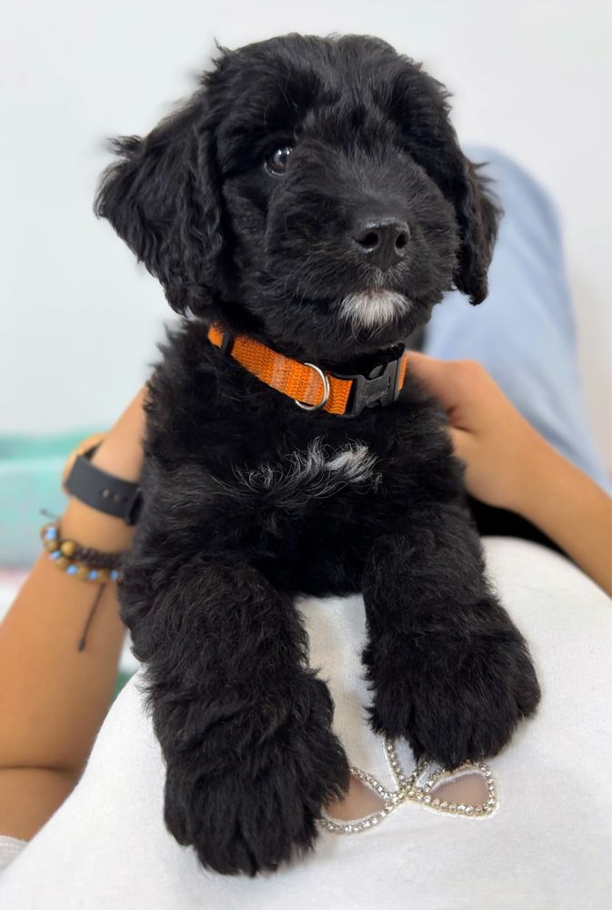 Black Bernedoodle hybryda Bernenski Pies Pasterski