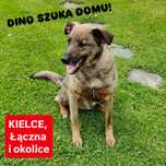 Pies do pilnej adopcji
