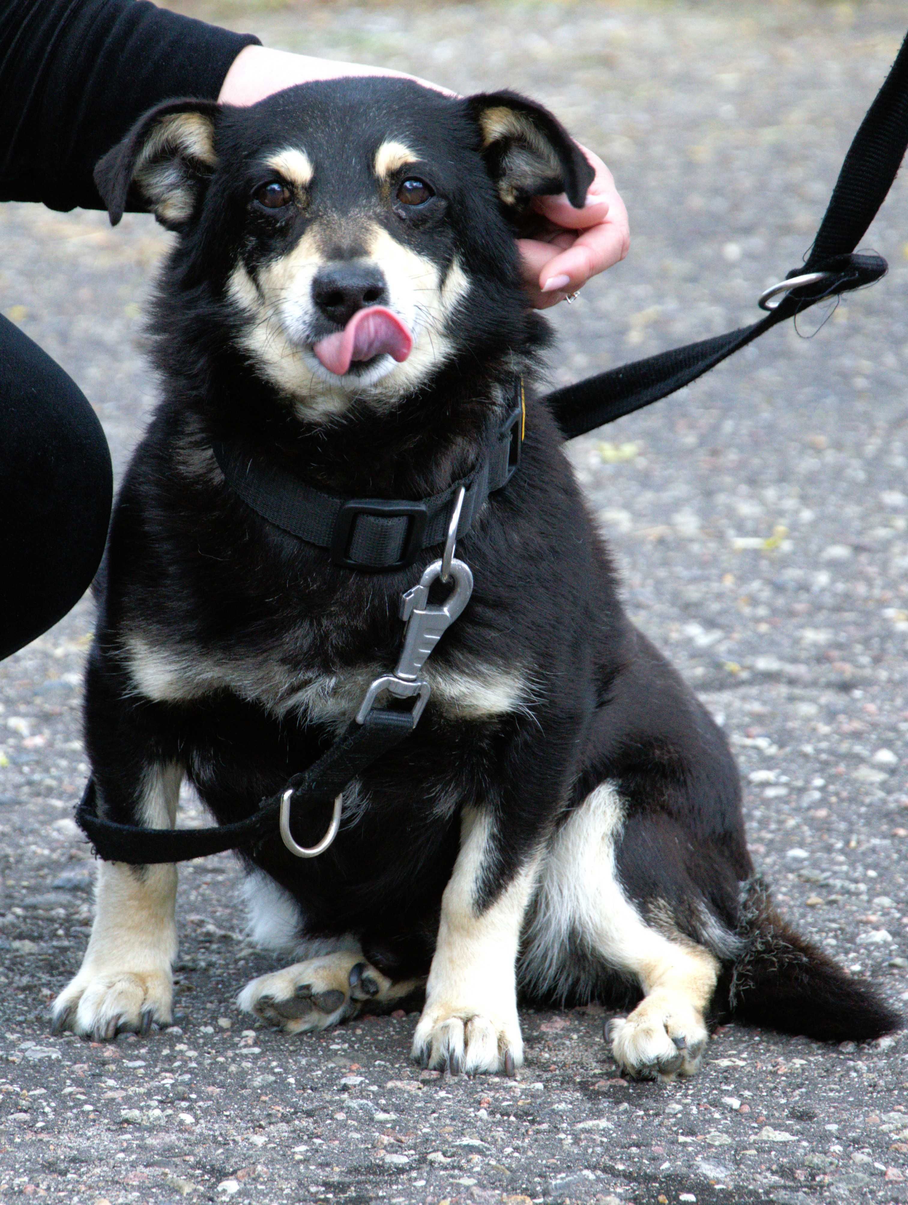 Hugo - pies do adopcji!!!