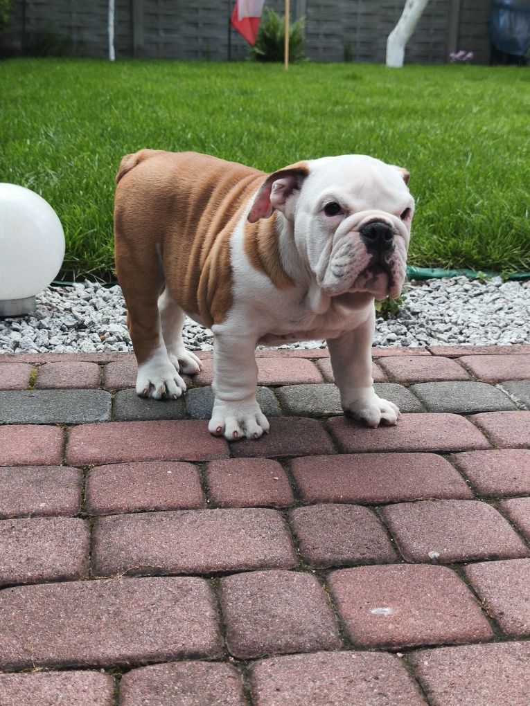 Buldog Angielski ZKwP FCI