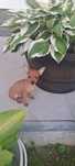Pinczer Miniaturowy Pinczerek Miniaturowy Ratlerek