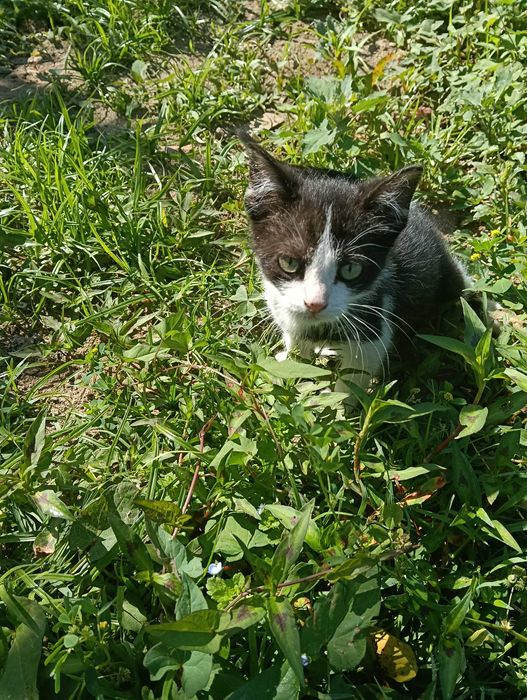 Gatinhos orfão a procura de um lar