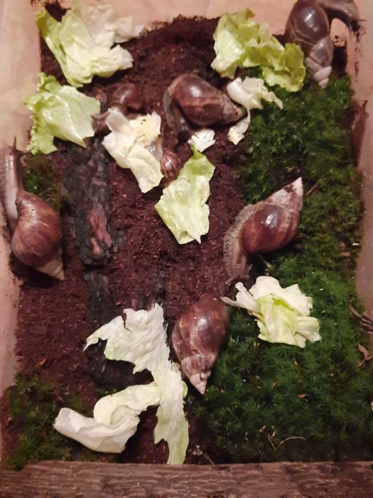 Ślimaki Afrykańskie