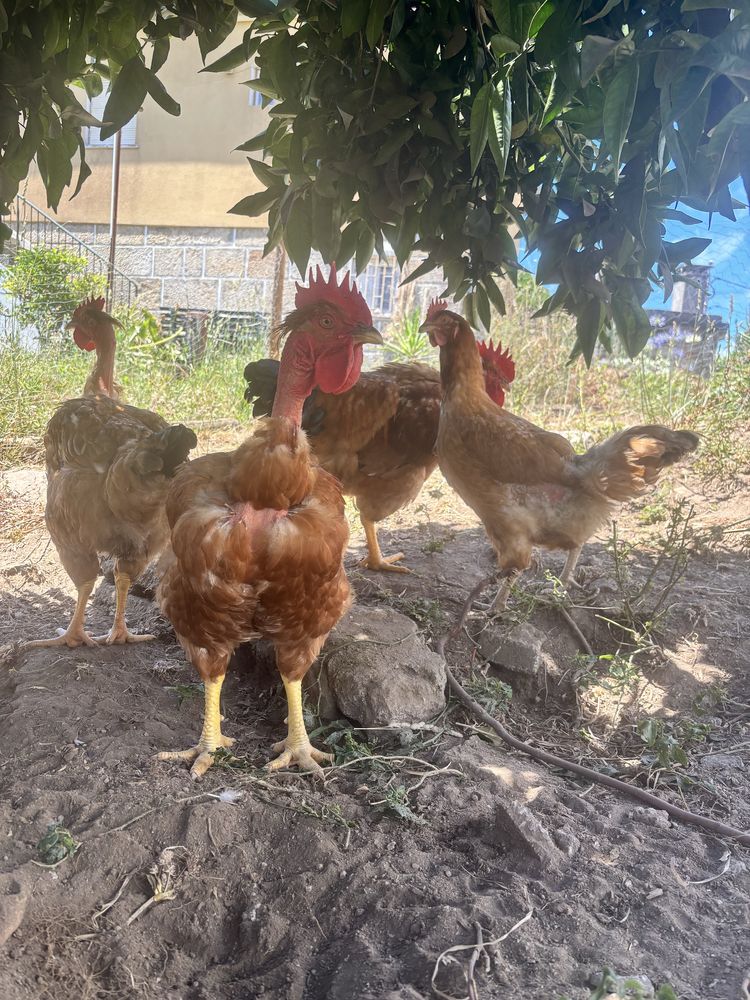 Frangos Caseiros