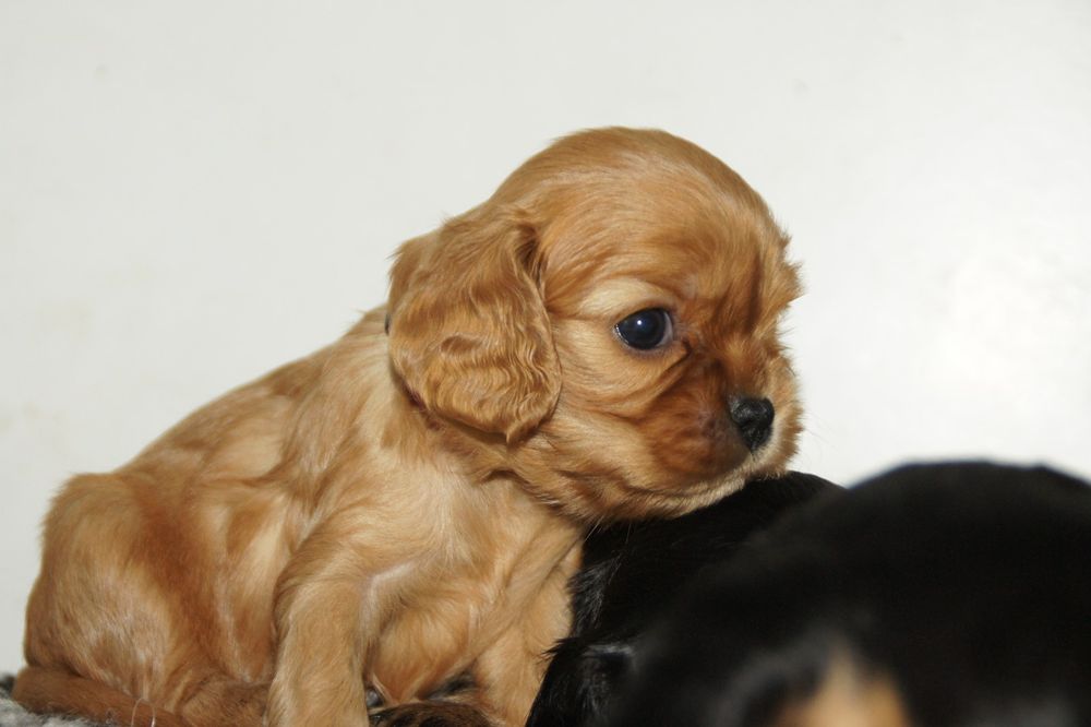 Cavalier King Charles Spaniel FCI, ruby piesek