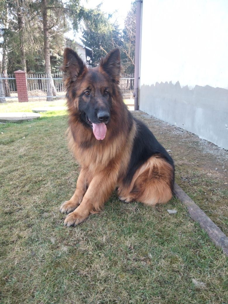Owczarek Niemiecki