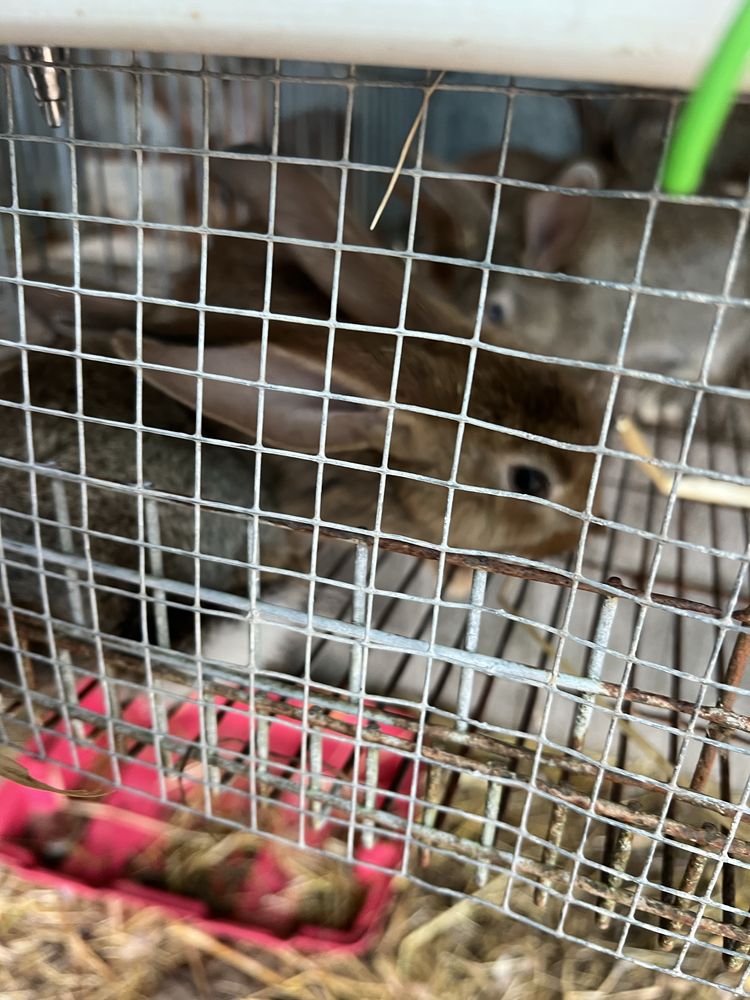 Coelhos cada um por 10€