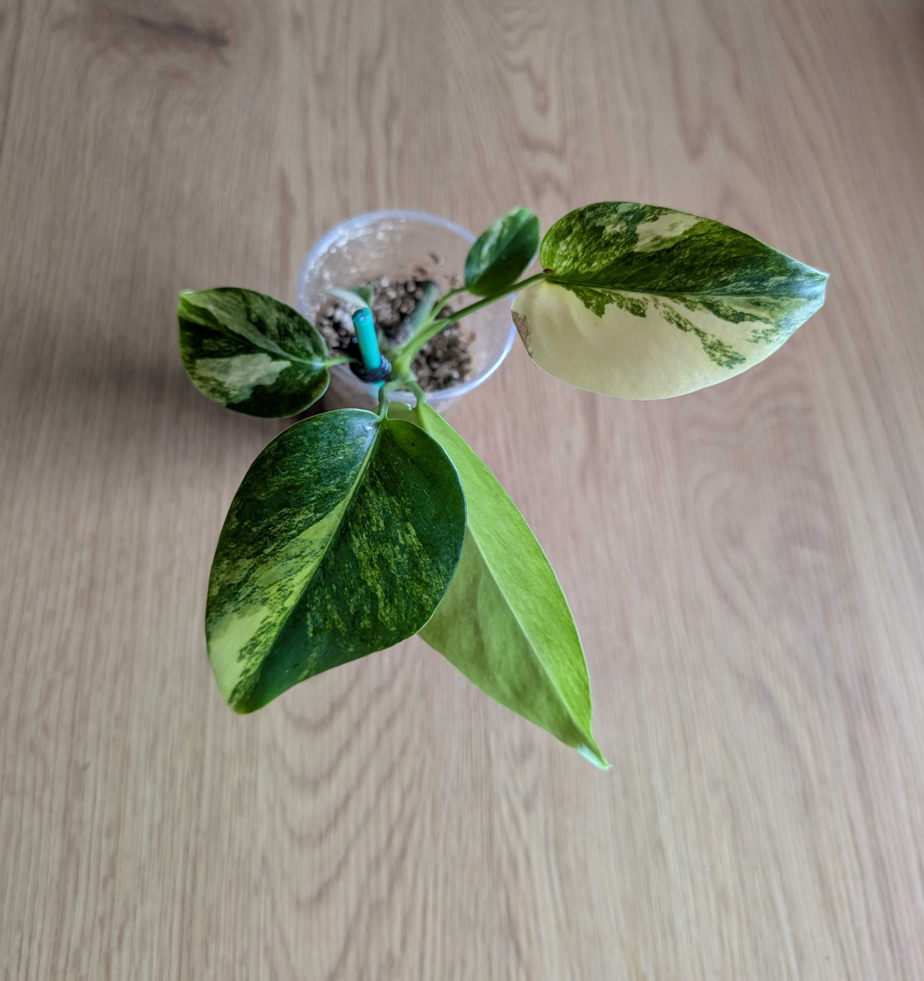 Monstera Marmorata Aurea