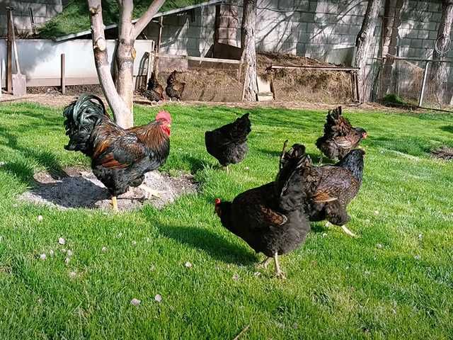 Яйце на інкубацію, Барневельдер: блакитноокаймленний, золото, срібло.