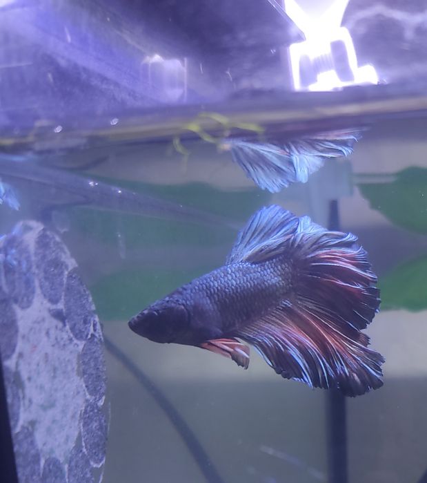 Bettas Azul XL Lindo E Outras Cores
