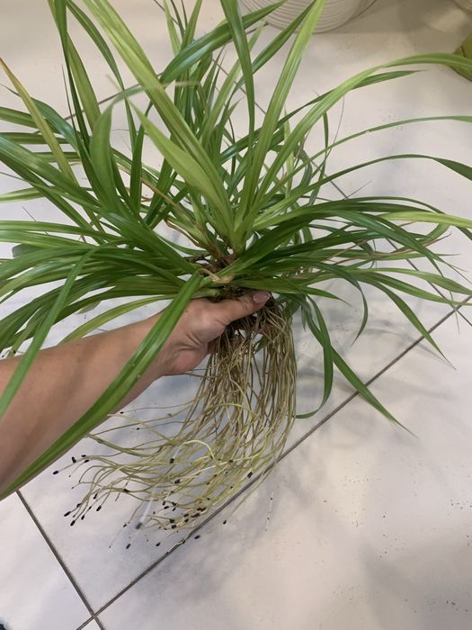Продам пальму Панданус