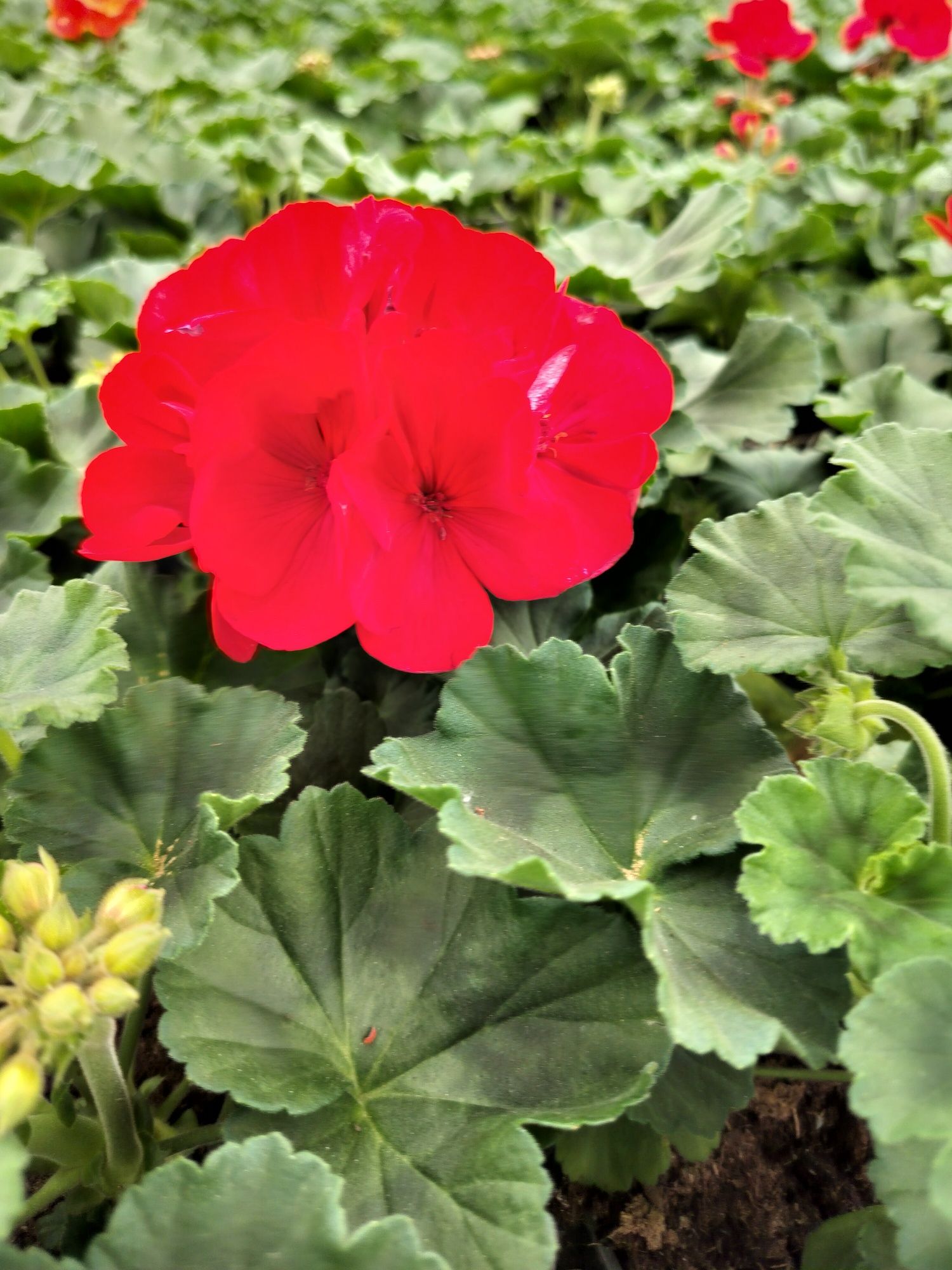 Pelargonia pelargonie