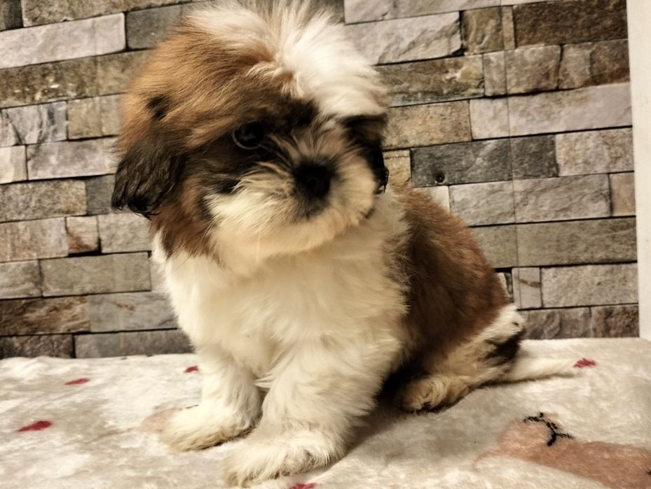 Cudowna suczka  Shih-tzu mini