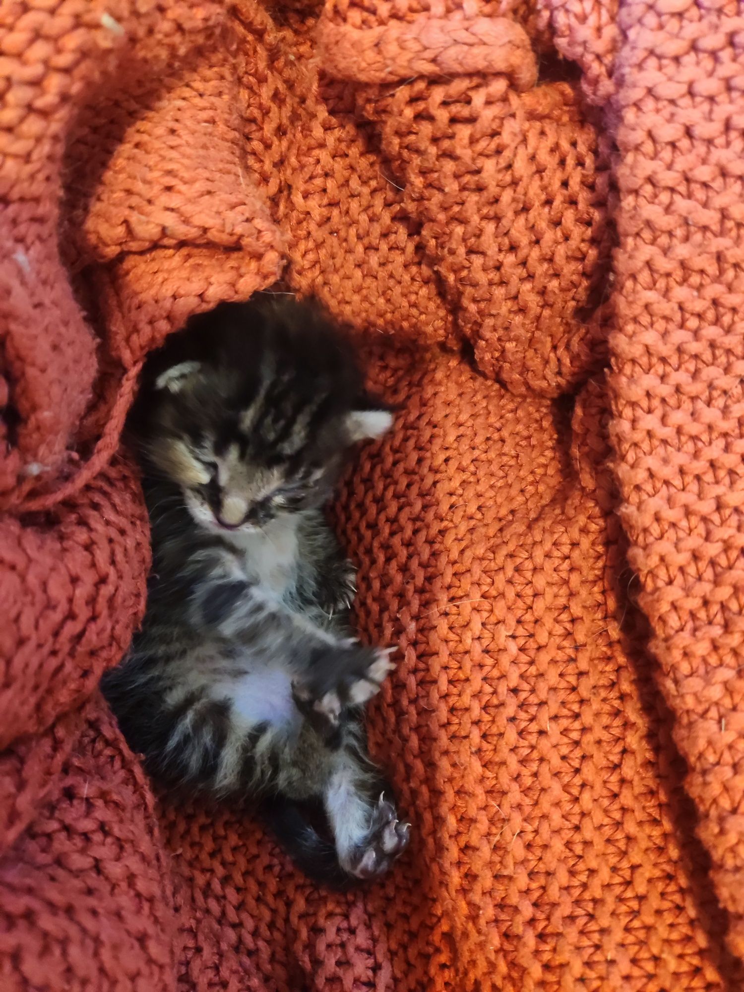 Смішна смугаста киця Кориця (2,5 міс) шукає дім