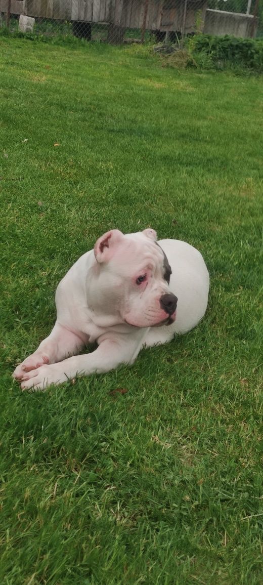 American bully standard Амбулли щенки ambully puppy