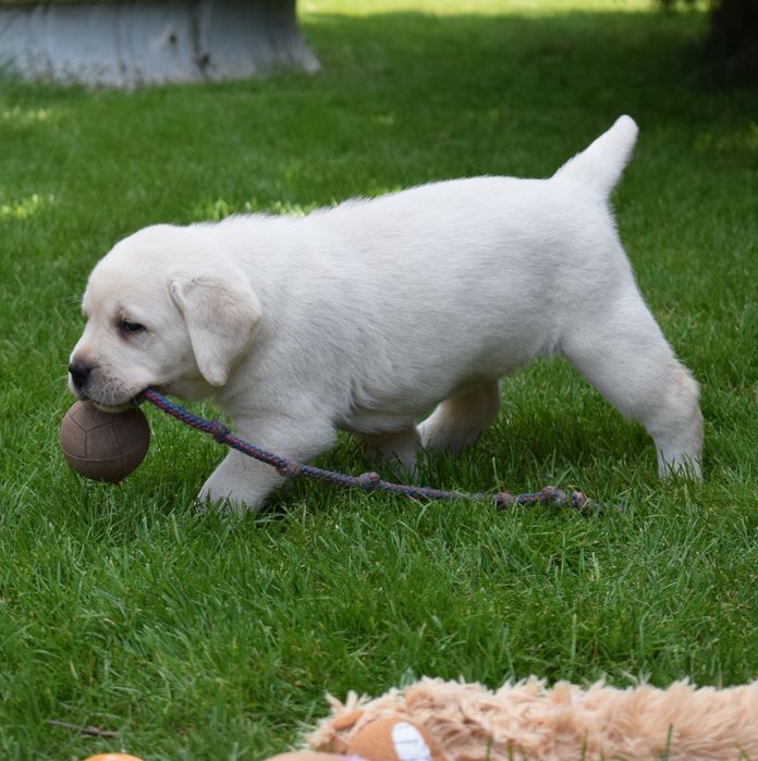 Labrador retriever biszkoptowa suczka szczeniak