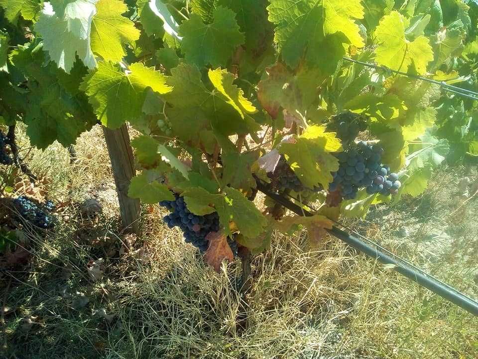 Uvas bio para vinho