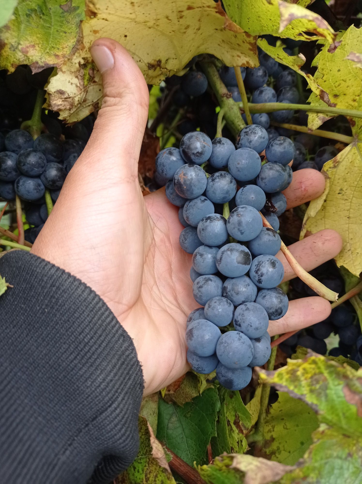 Sadzonki winogrona